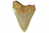 Serrated, Fossil Megalodon Tooth - North Carolina #152987-1